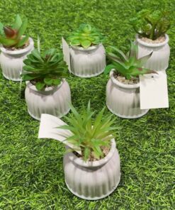 SUCULENTA CON BASE CIRCULAR DE DISEÑO 1UND
