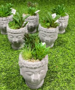 SUCULENTA CON BASE DE BUDA 1UND