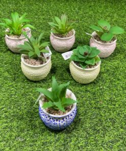 SUCULENTA CON BASE CIRCULAR DE PUNTOS 1UND