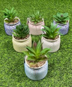 SUCULENTA CON BASE CIRCULAR DE PUNTOS 1UND