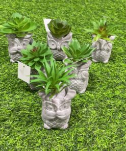 SUCULENTA CON BASE DE BUHO 1UND