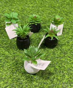 SUCULENTA CON BASE DE CARA  1UND