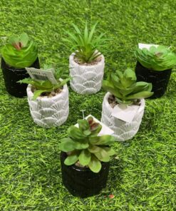 SUCULENTA CON BASE DE ABANICO 1UND
