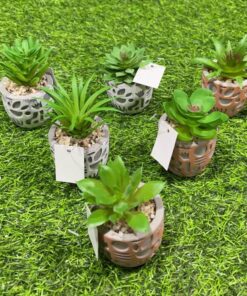 SUCULENTA CON BASE DE FLOR 1UND